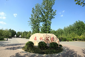 文安縣森林公園綠化養護項目